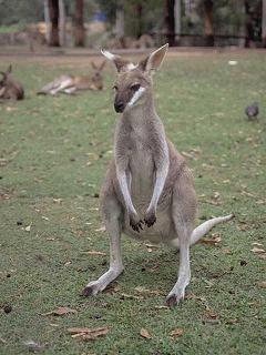 Australian wildlife; Wallaby